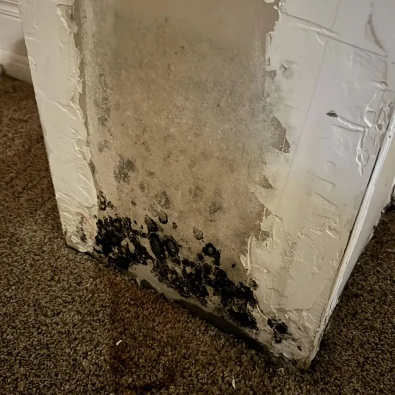 Professional Mold Removal in Pulaski County, GA